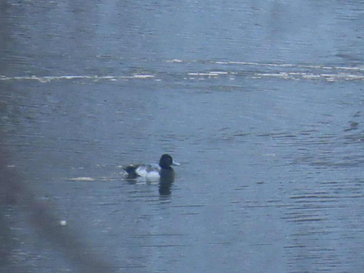 コスズガモ - ML646449378