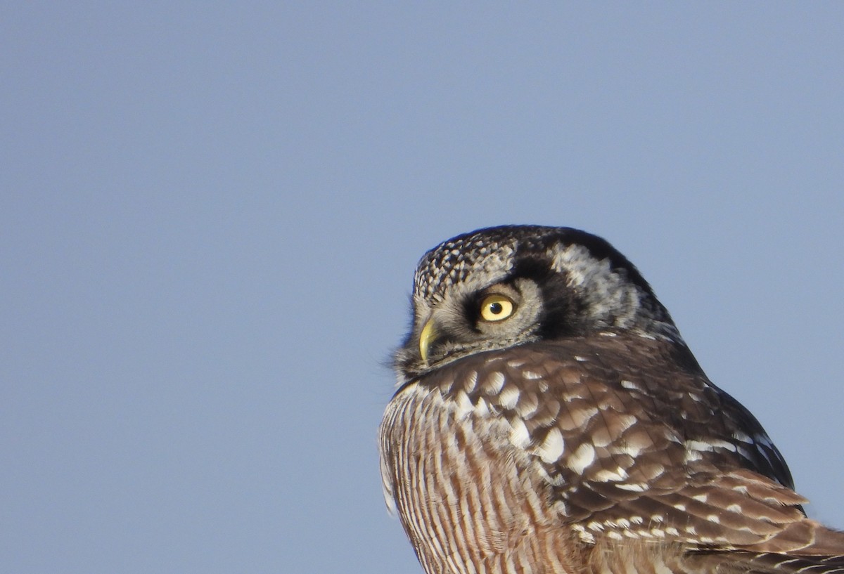 Northern Hawk Owl - ML646449380