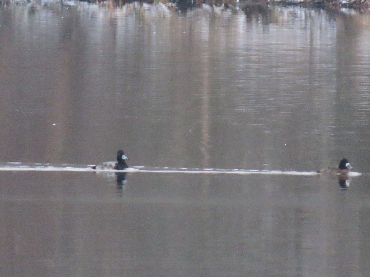 コスズガモ - ML646449381