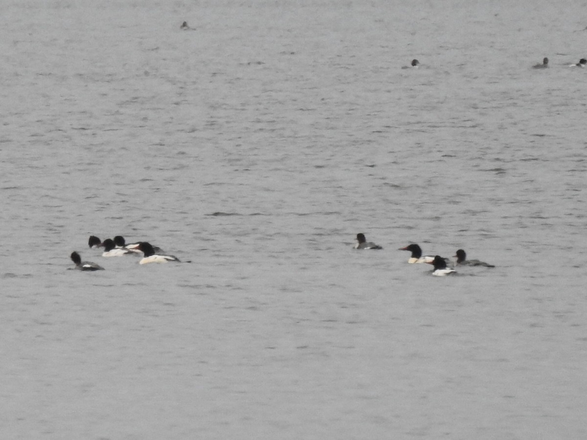 川秋沙 - ML646449382