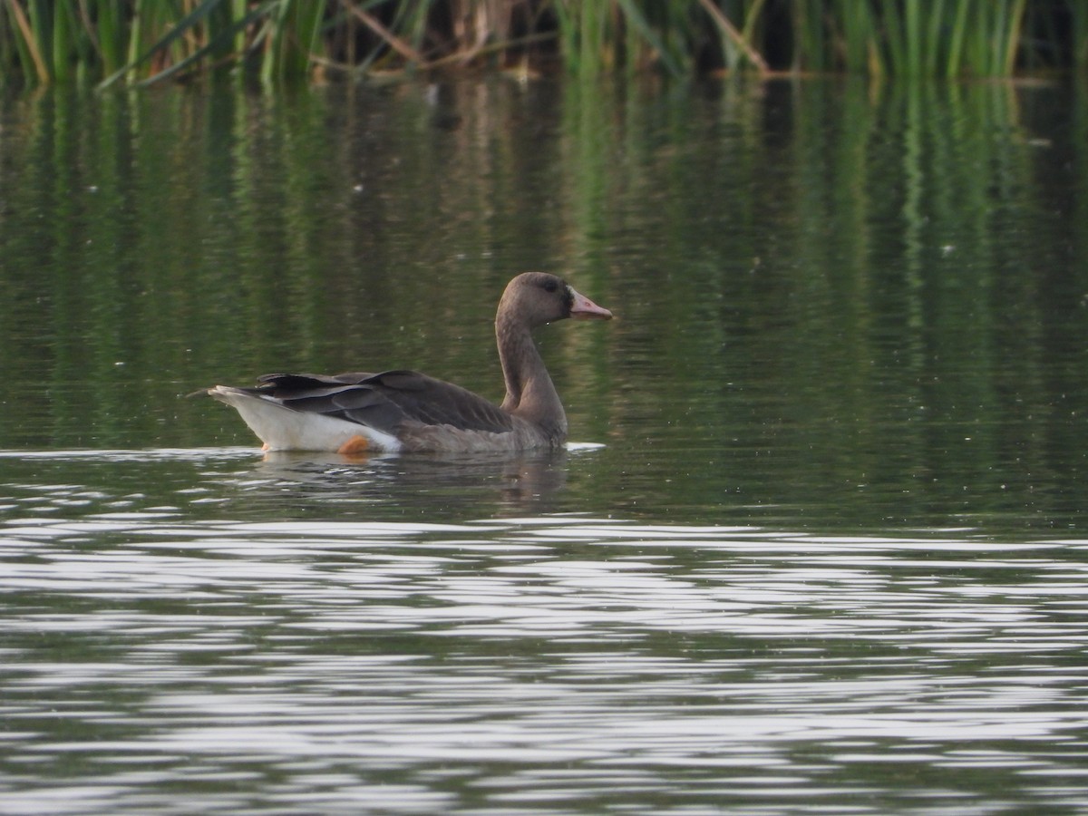 白額雁 - ML646449384