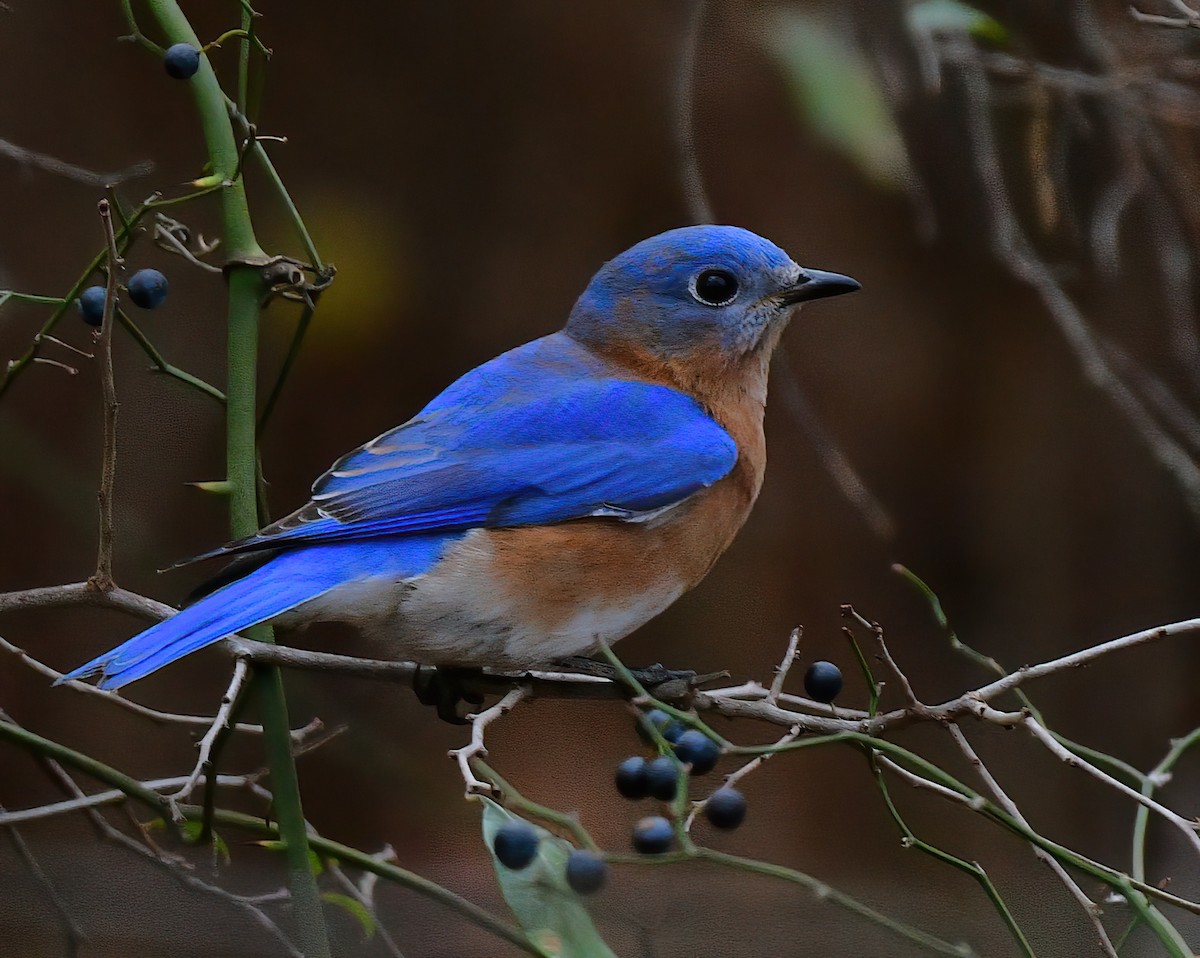 Eastern Bluebird - ML646449385