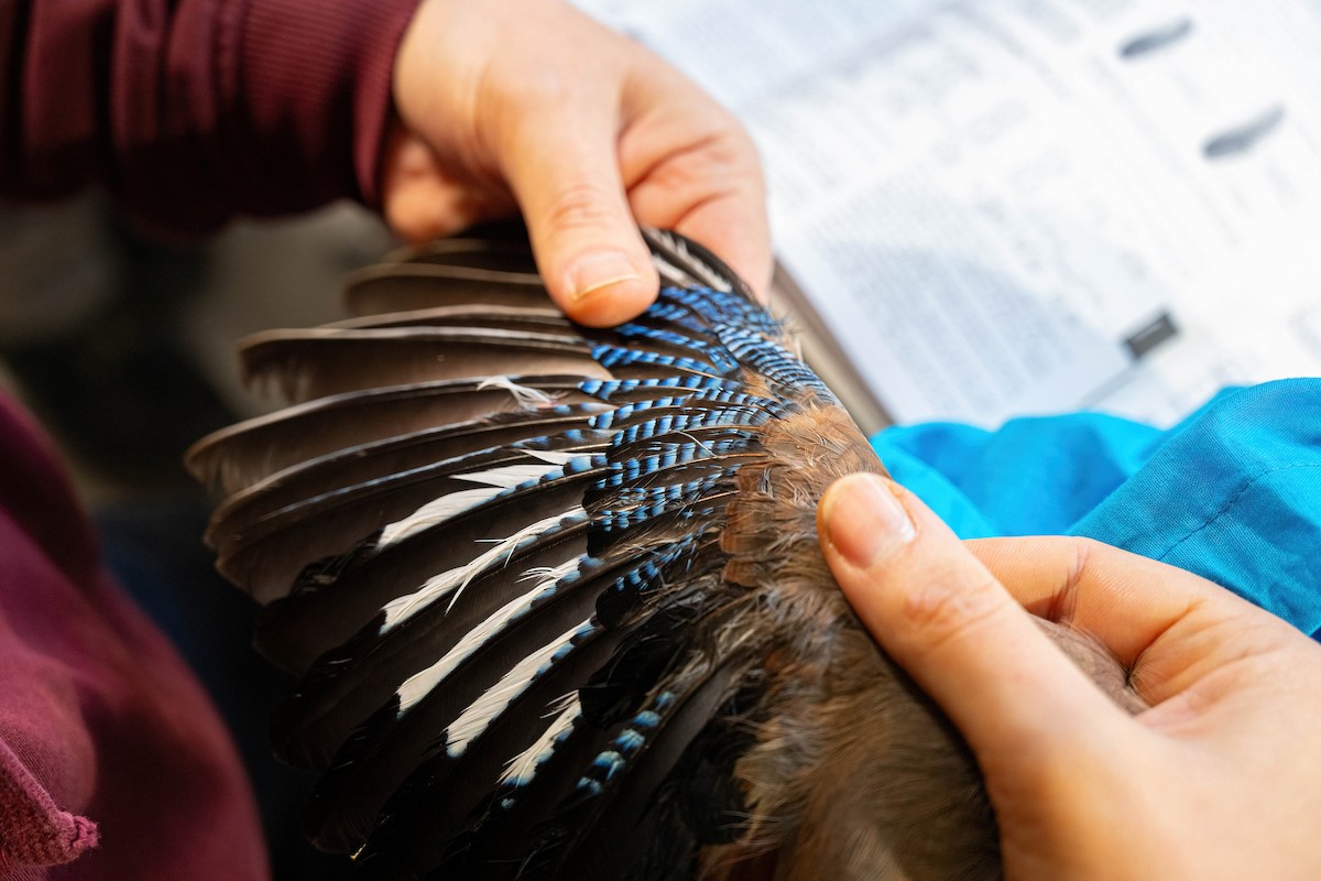 Eurasian Jay - ML646449386