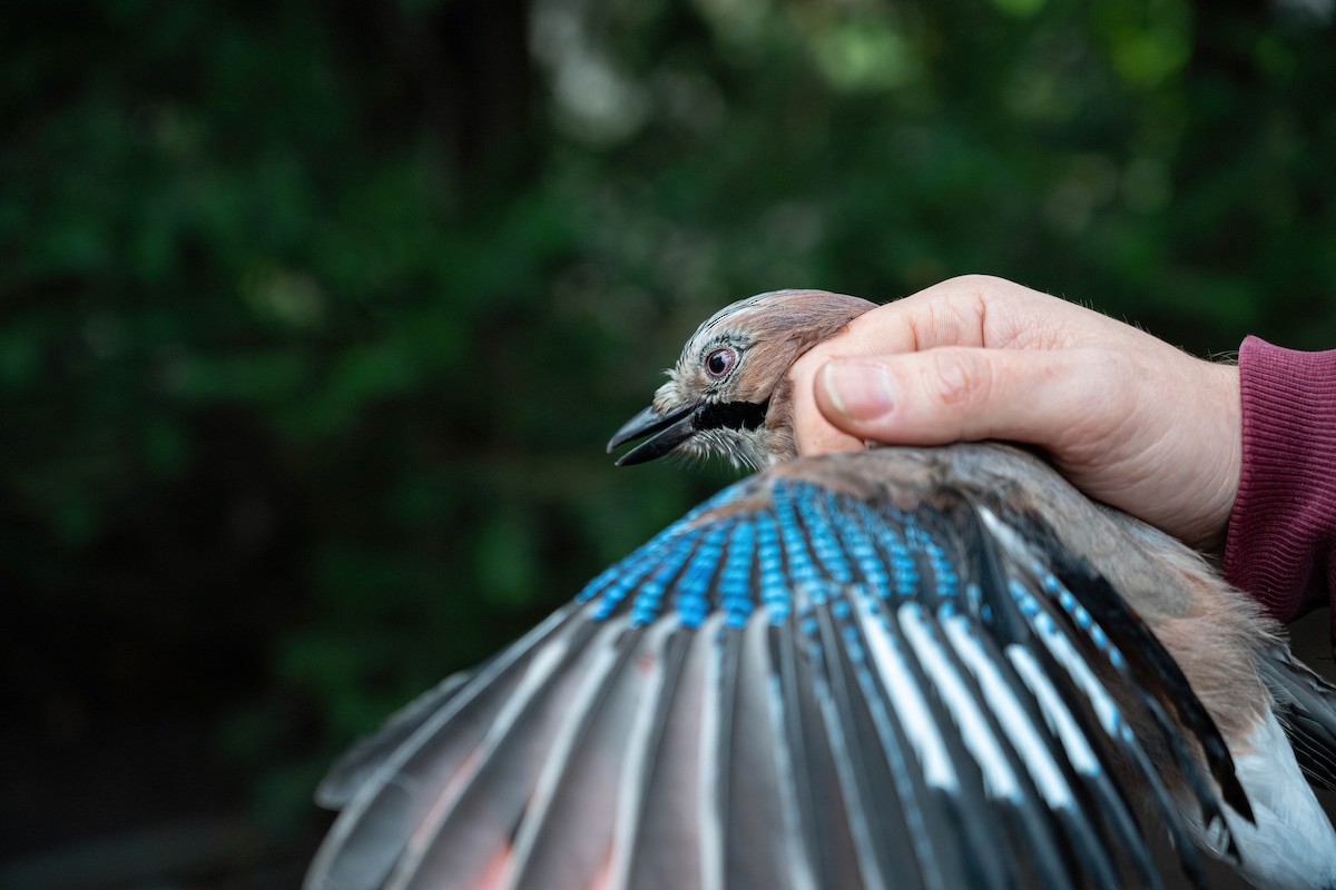 Eurasian Jay - ML646449387