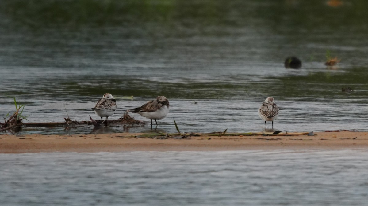 Sanderling - ML646449389