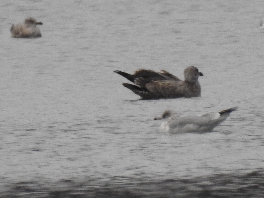 American Herring Gull - ML646449392