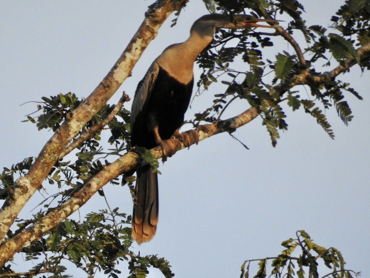 Anhinga - ML646449393