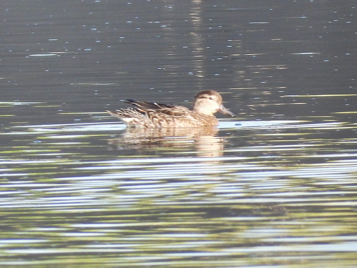 Green-winged Teal - ML646449399