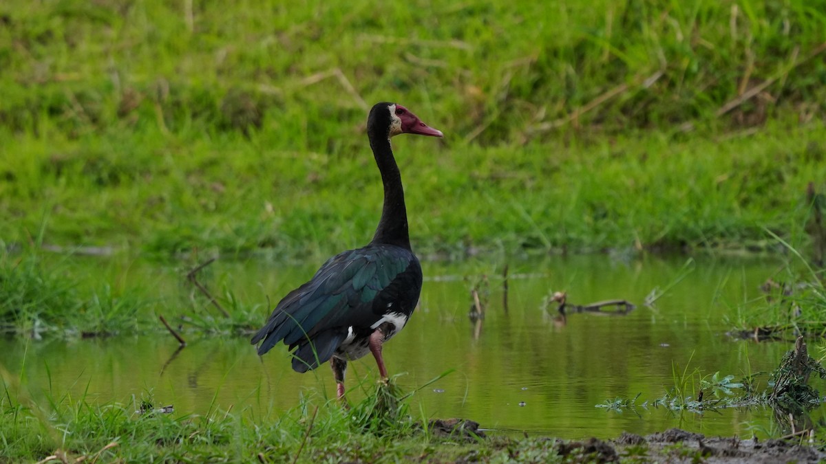 Sporngans - ML646449400