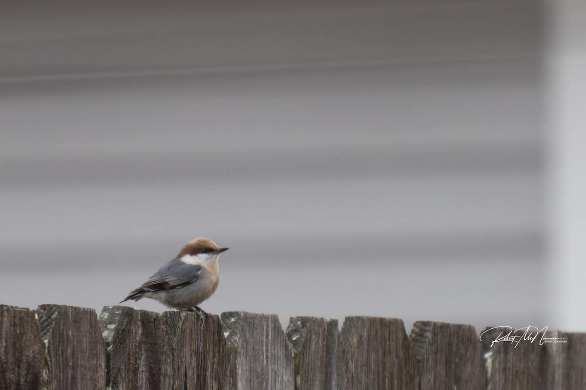 チャバラマユミソサザイ - ML646449401