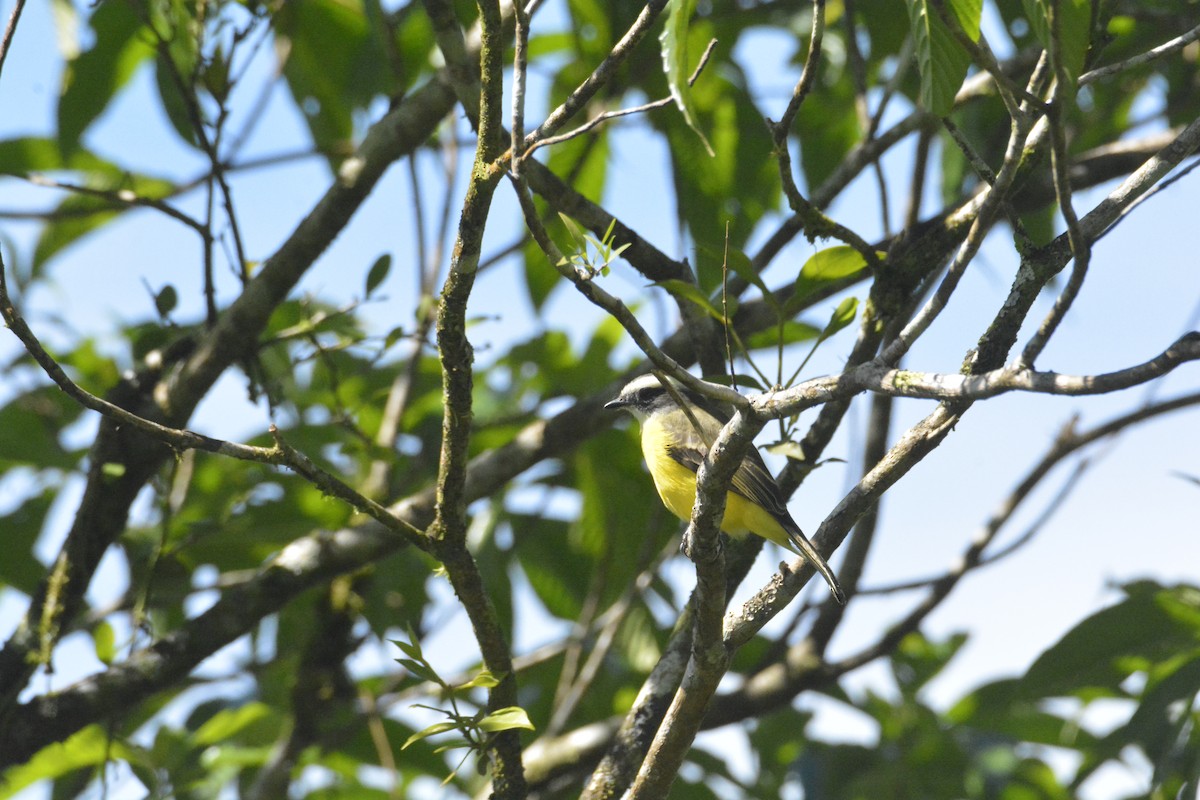 Tyran à ventre d'or - ML646449402