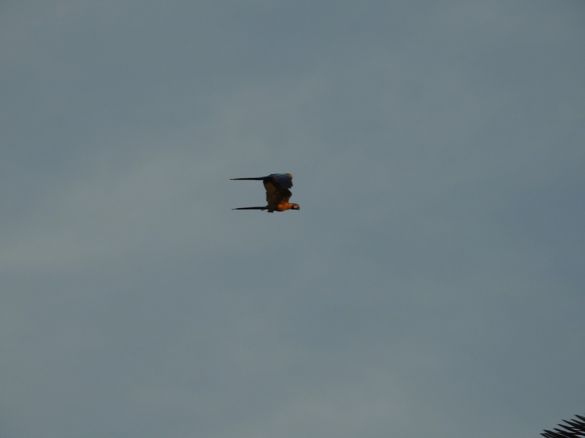 Blue-and-yellow Macaw - ML646449403