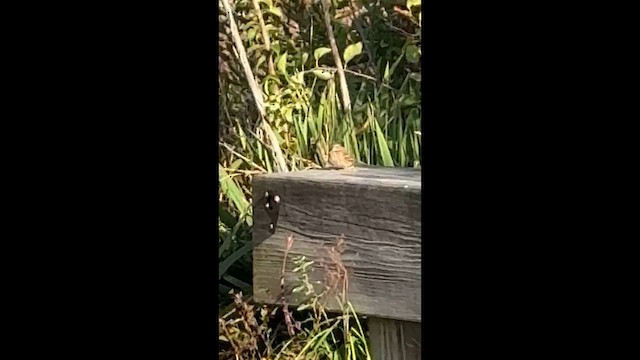 Вечерняя овсянка - ML646449404