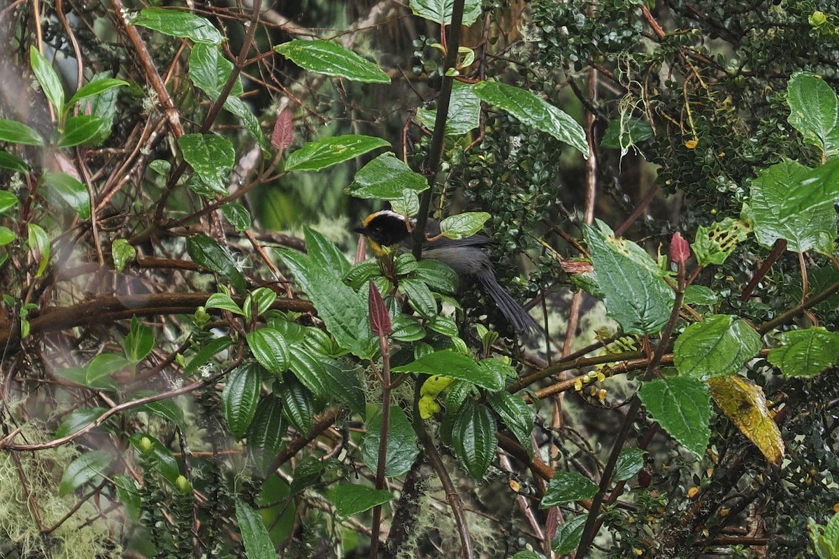 Pale-naped Brushfinch - ML646449405