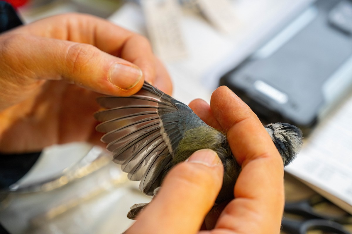 Eurasian Blue Tit - ML646449406