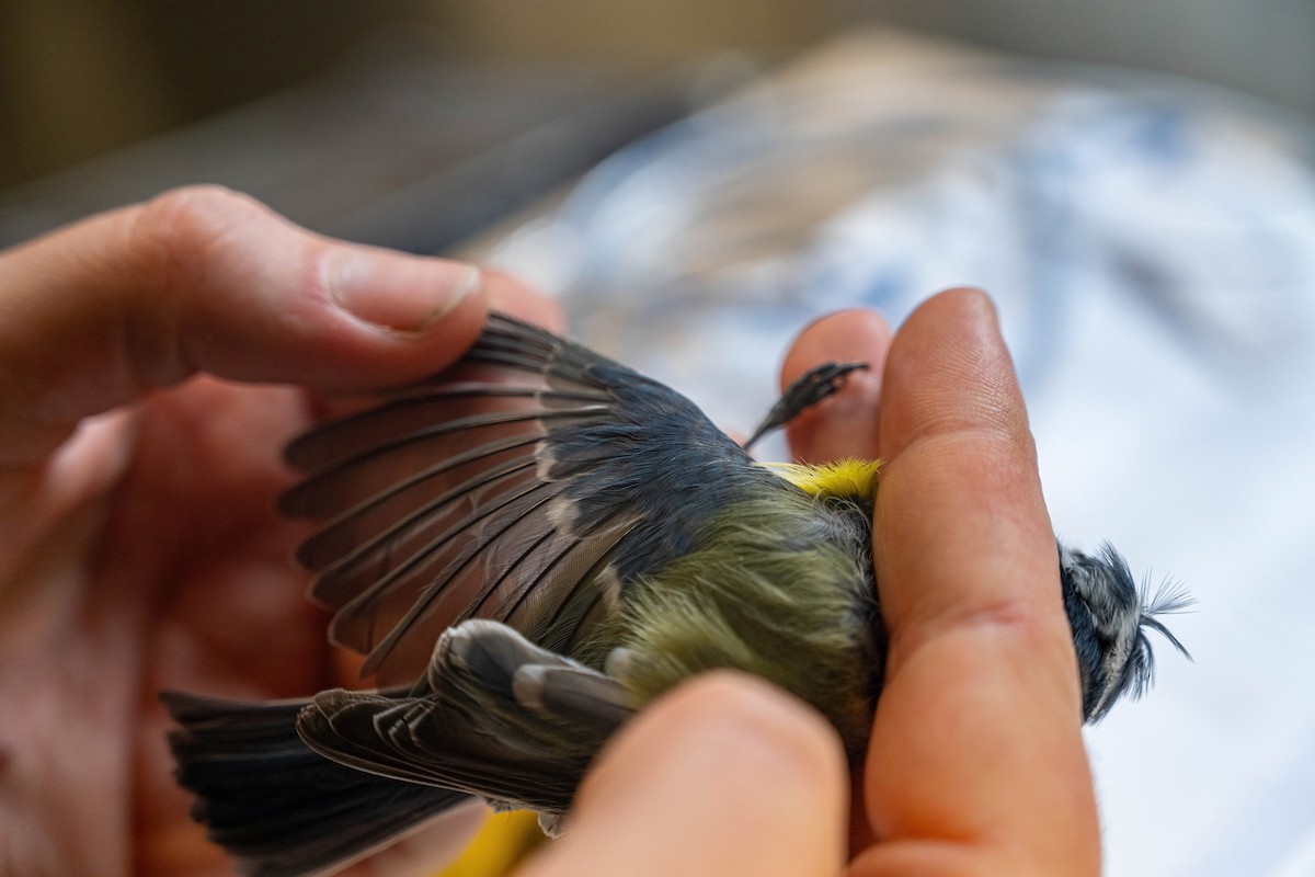 Eurasian Blue Tit - ML646449407