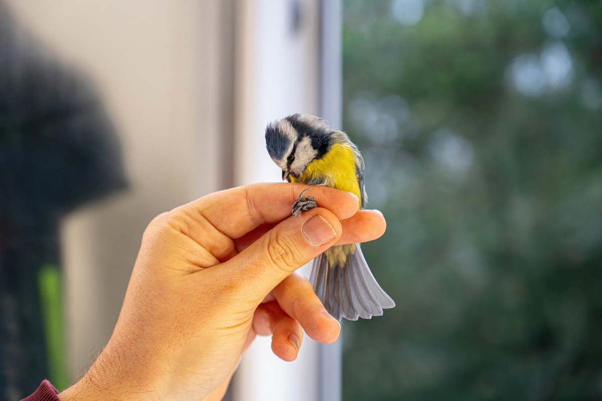 Eurasian Blue Tit - ML646449408