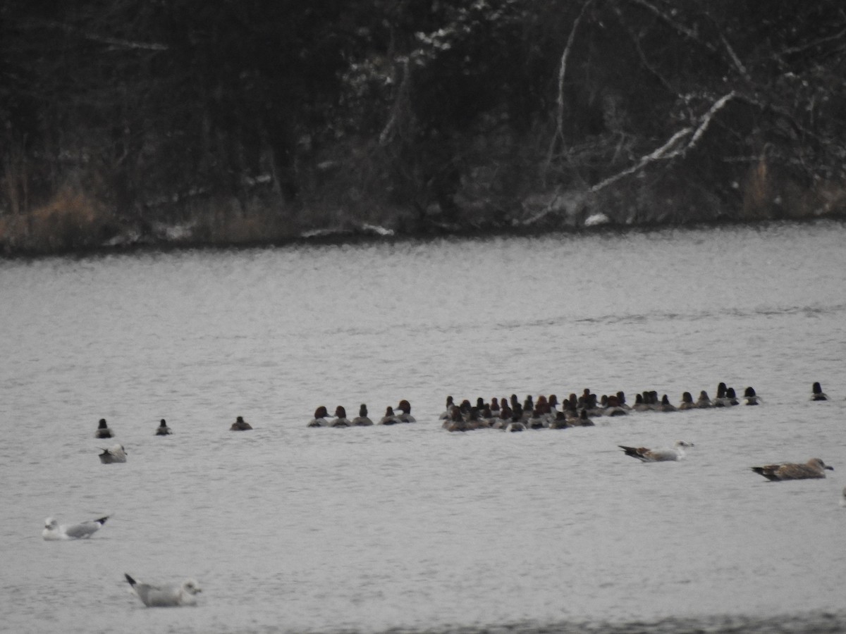 Redhead - ML646449410