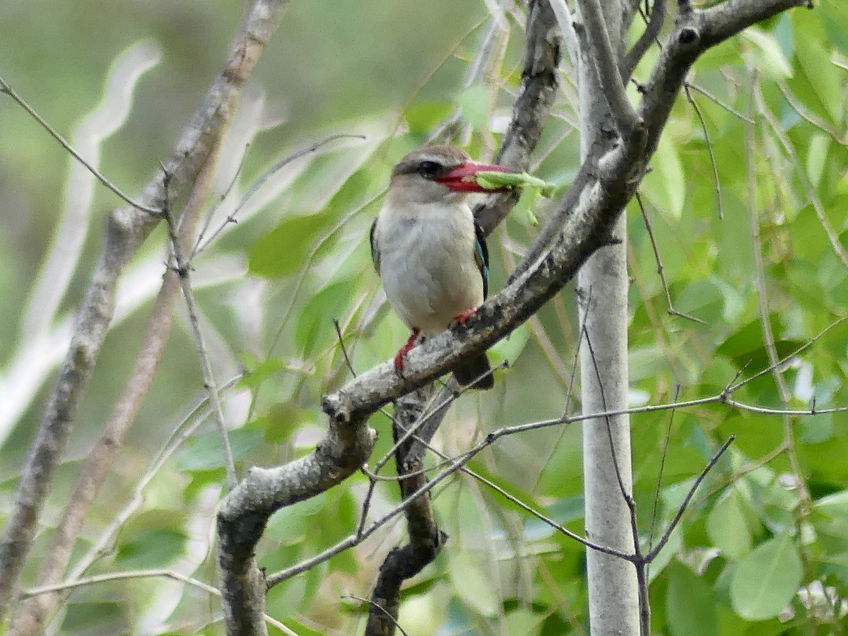 Brown-hooded Kingfisher - ML646449412