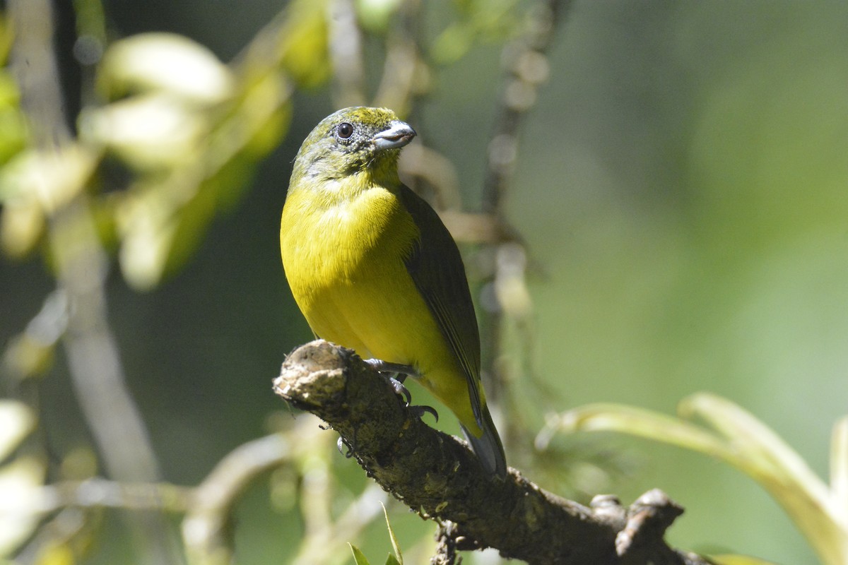 キノドスミレフウキンチョウ - ML646449415