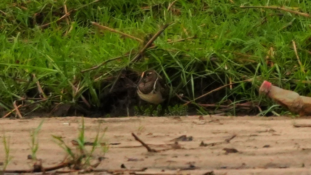 Goldschnepfe - ML646449416