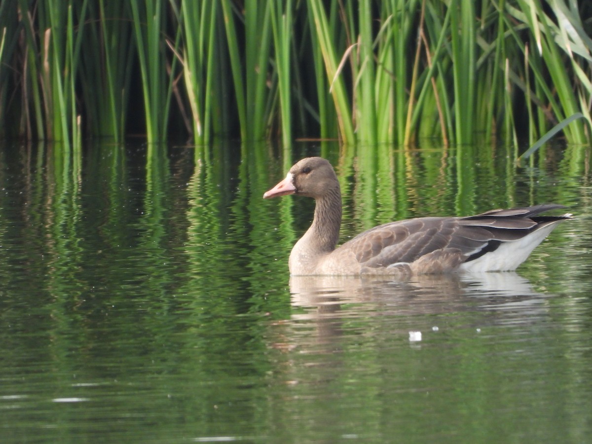 白額雁 - ML646449417