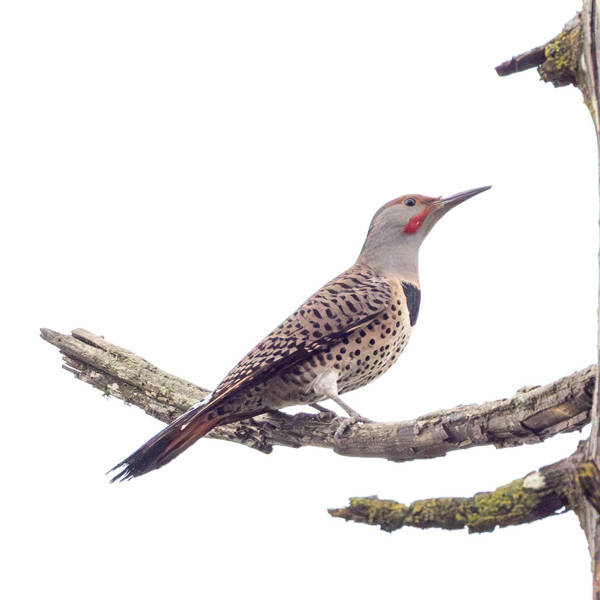 Northern Flicker - ML646449420