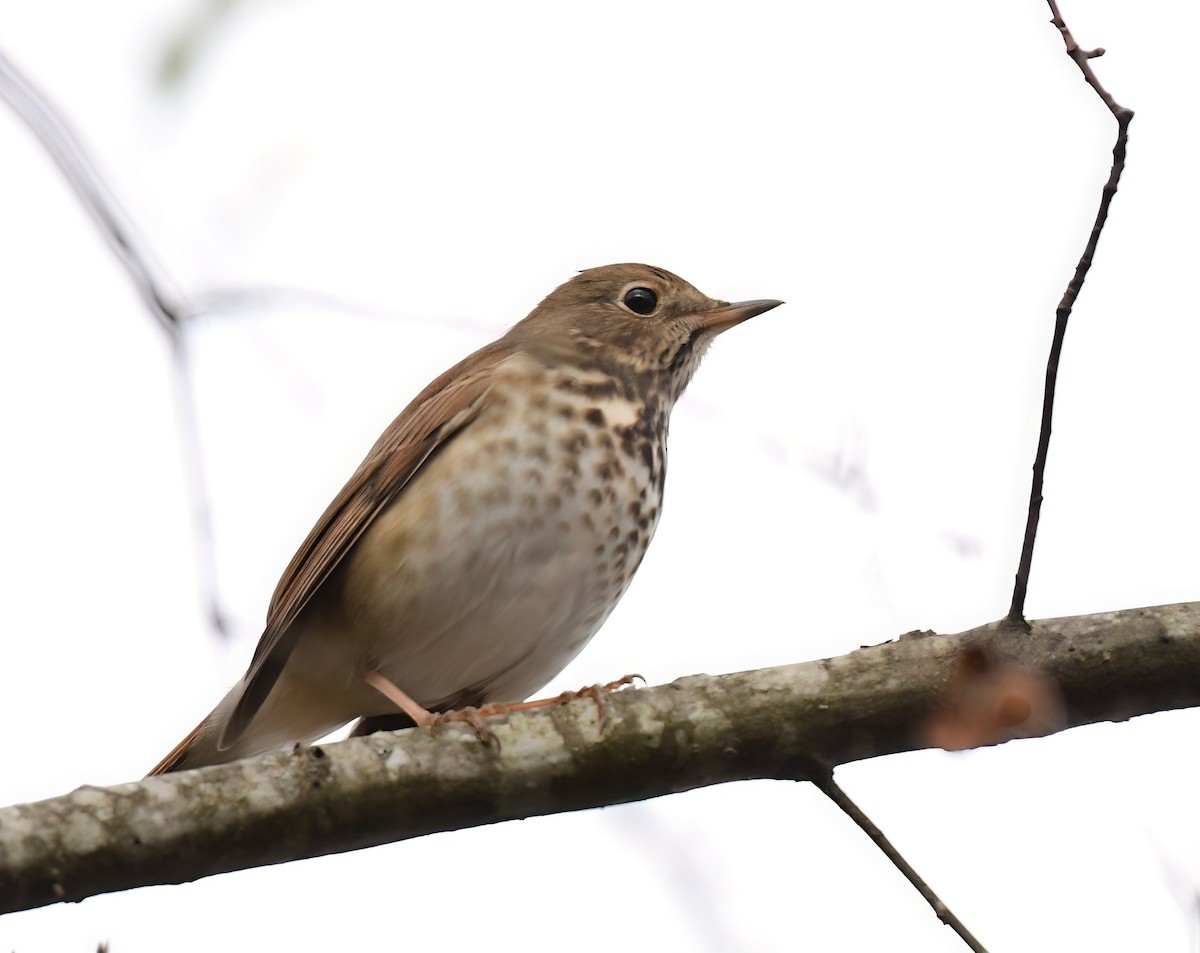 Hermit Thrush - ML646449424