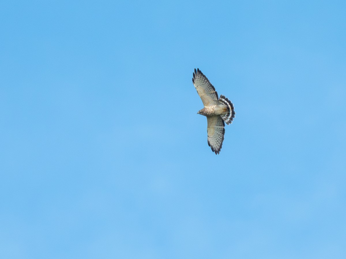 Broad-winged Hawk - ML646449427