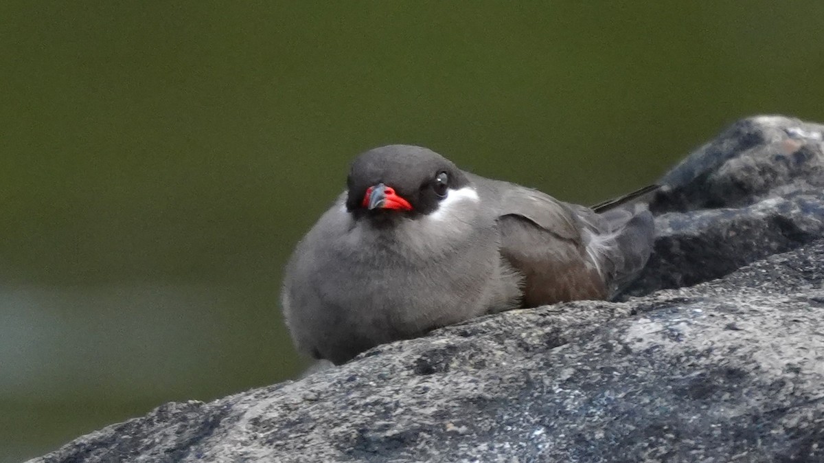 Halsband-Brachschwalbe - ML646449428