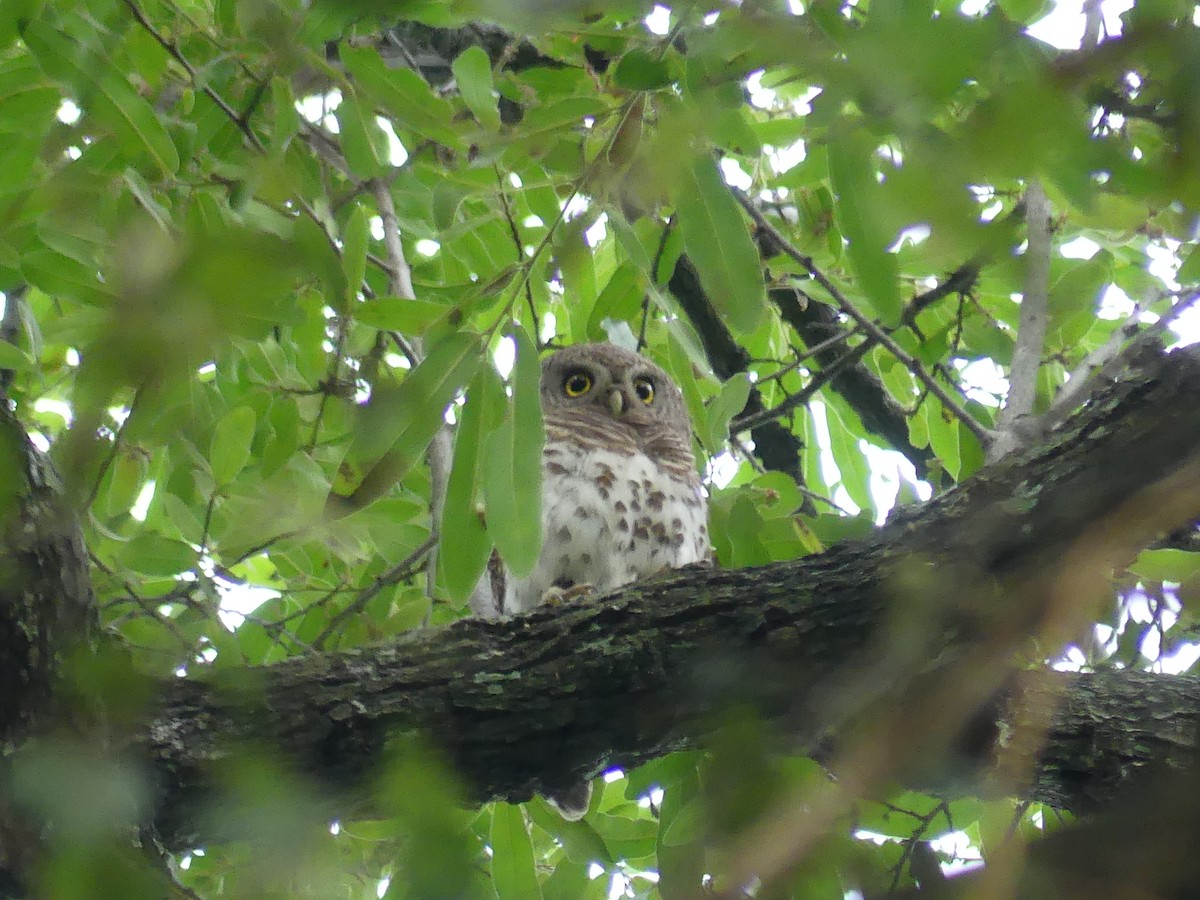 African Barred Owlet - ML646449432