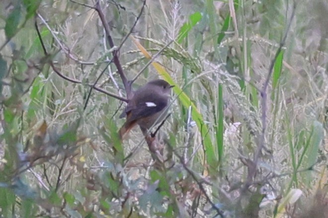 Daurian Redstart - ML646449434