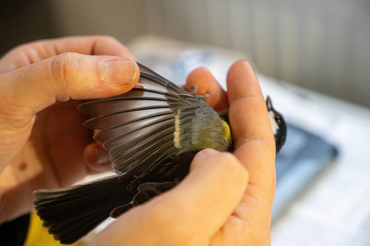 Great Tit - ML646449435