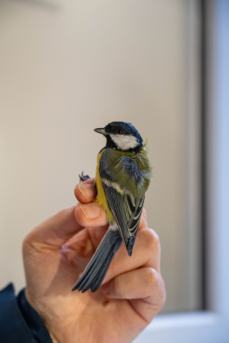 Great Tit - ML646449436