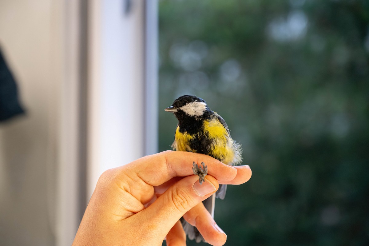 Great Tit - ML646449437