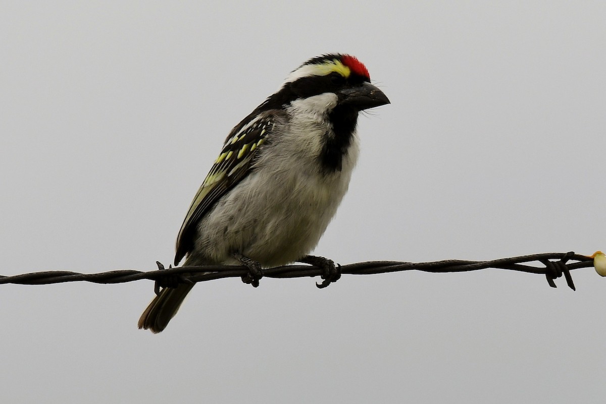 Pied Barbet - ML646449438