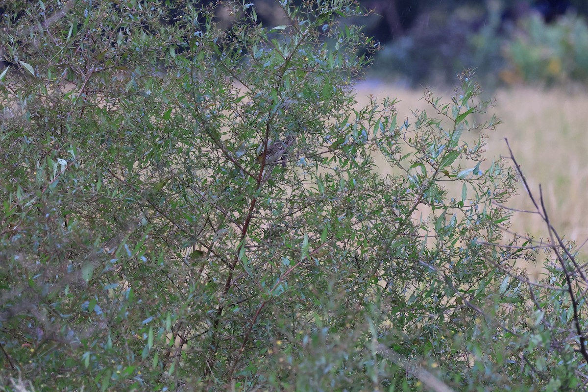 Black-faced Bunting - ML646449439