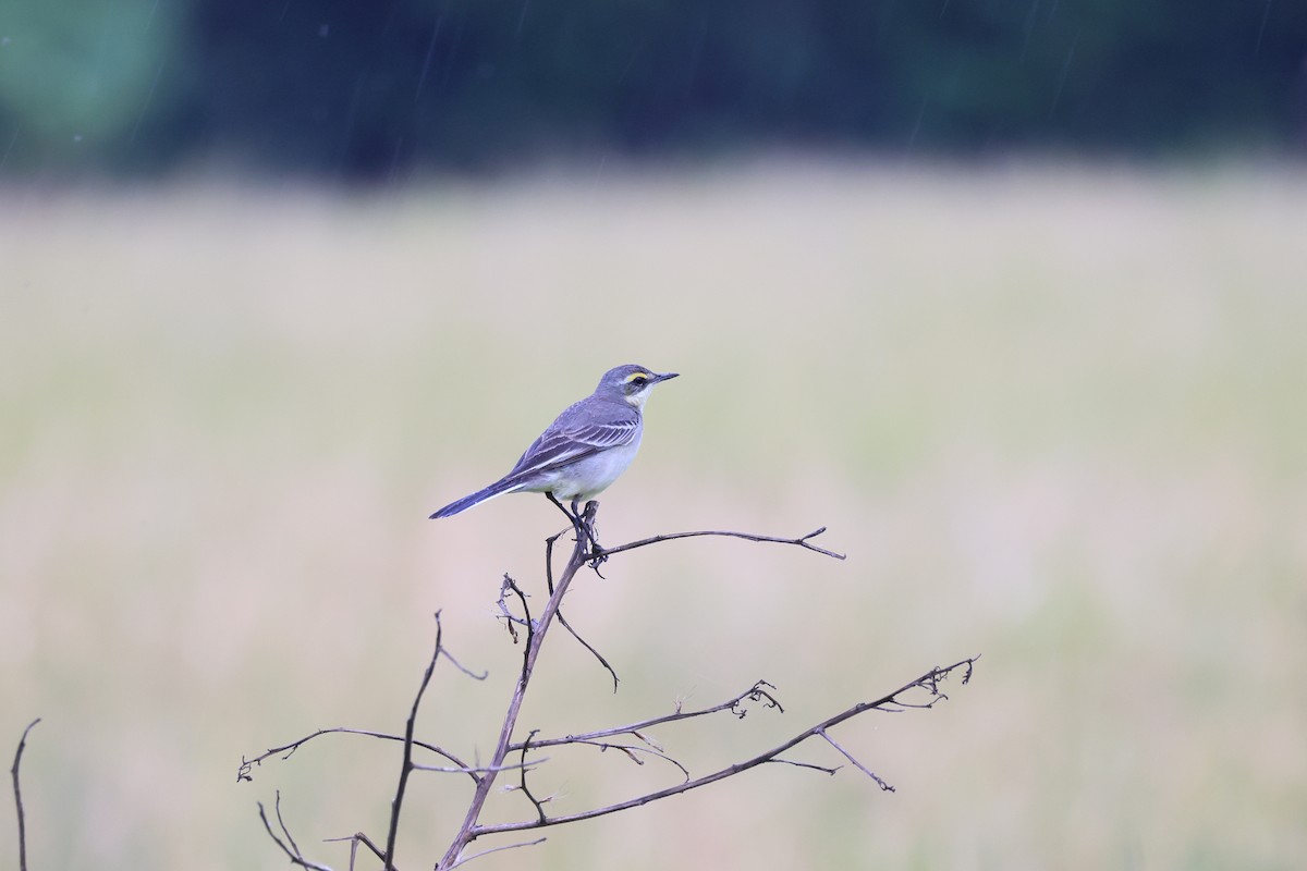 Eastern Yellow Wagtail - ML646449440
