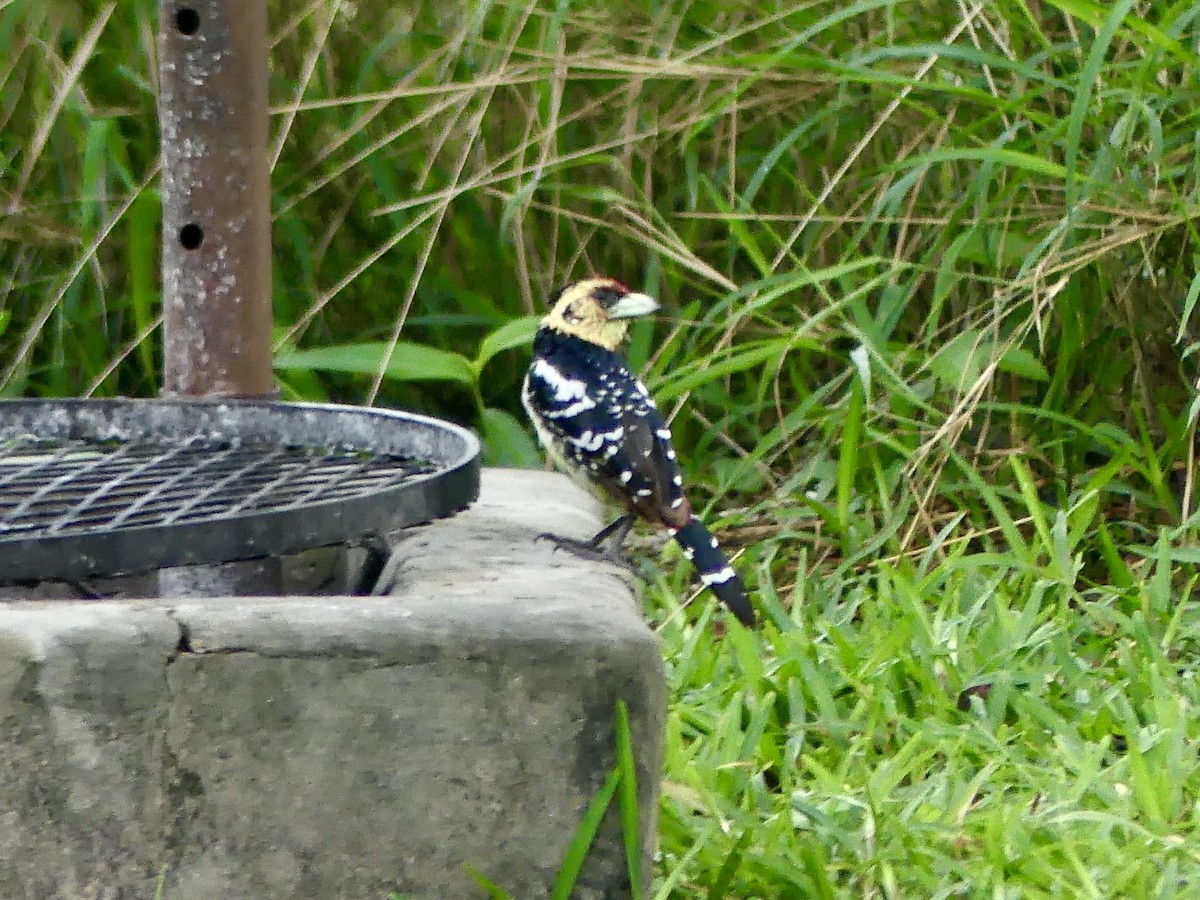 Crested Barbet - ML646449446