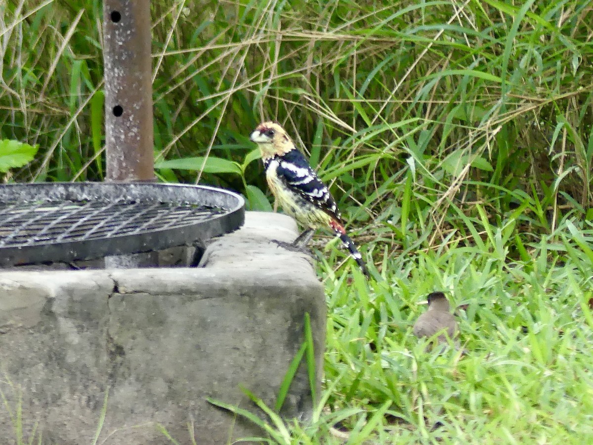 Crested Barbet - ML646449447
