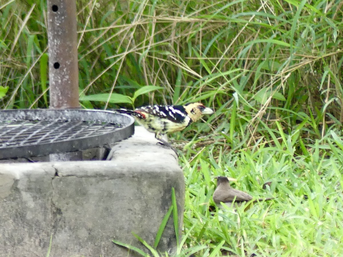 Crested Barbet - ML646449448