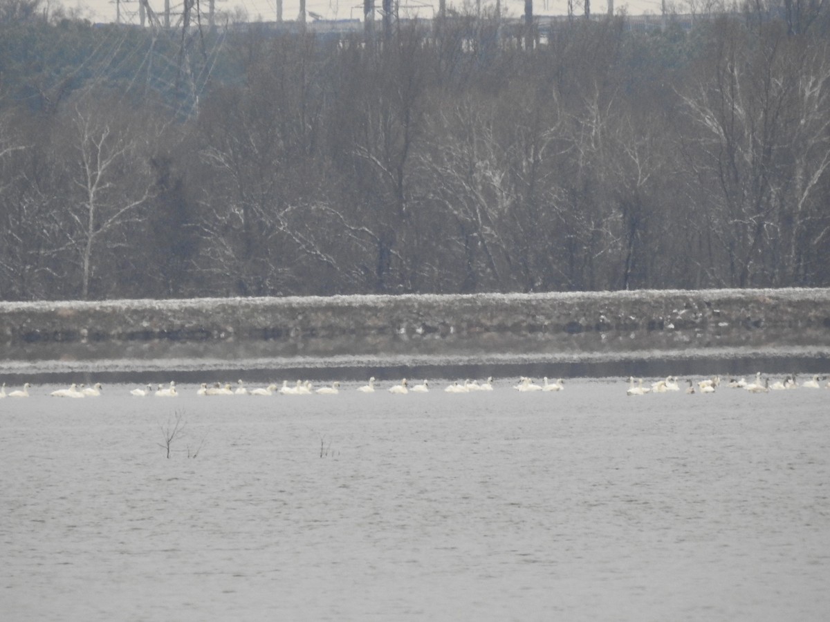 小天鵝 - ML646449449