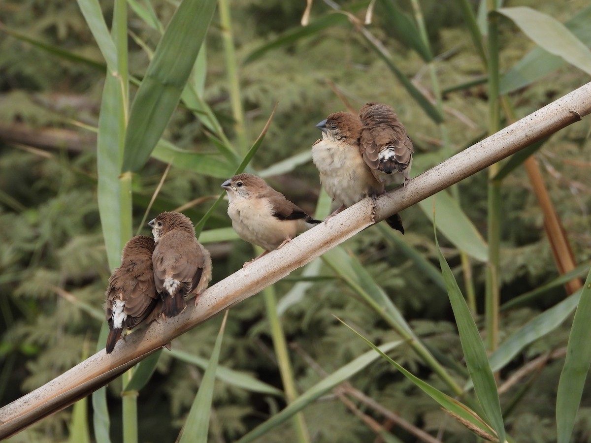 白喉文鳥 - ML646449450