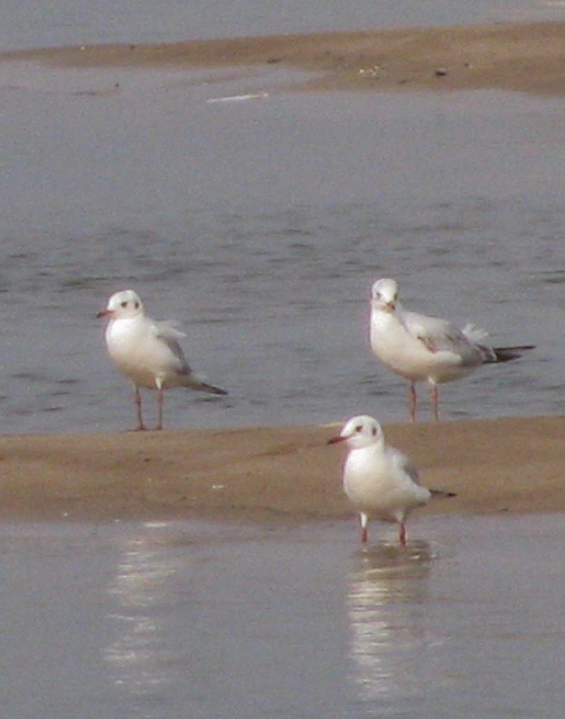 Black-headed Gull - ML646449451