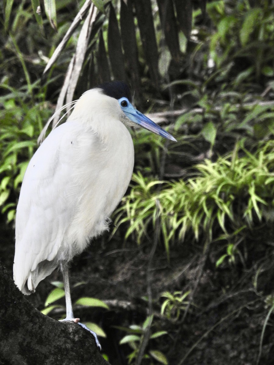 Capped Heron - ML646449452
