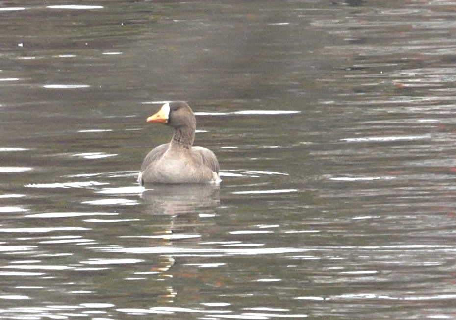 Greater White-fronted Goose - ML646449453