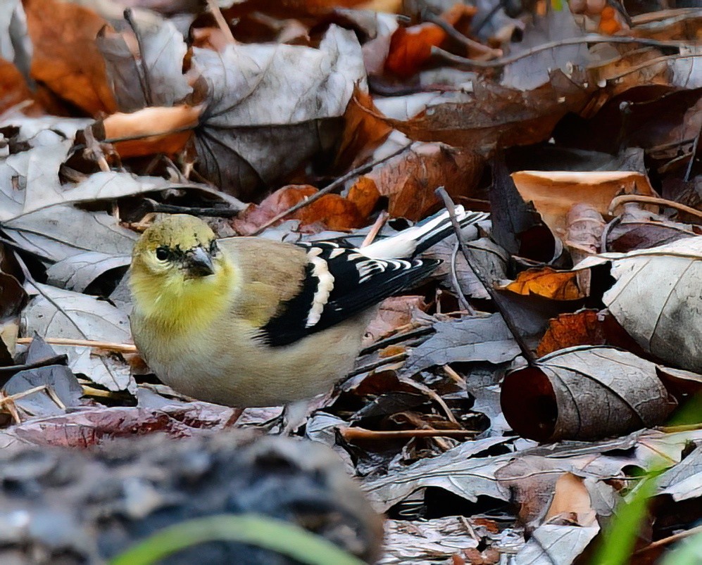 American Goldfinch - ML646449454