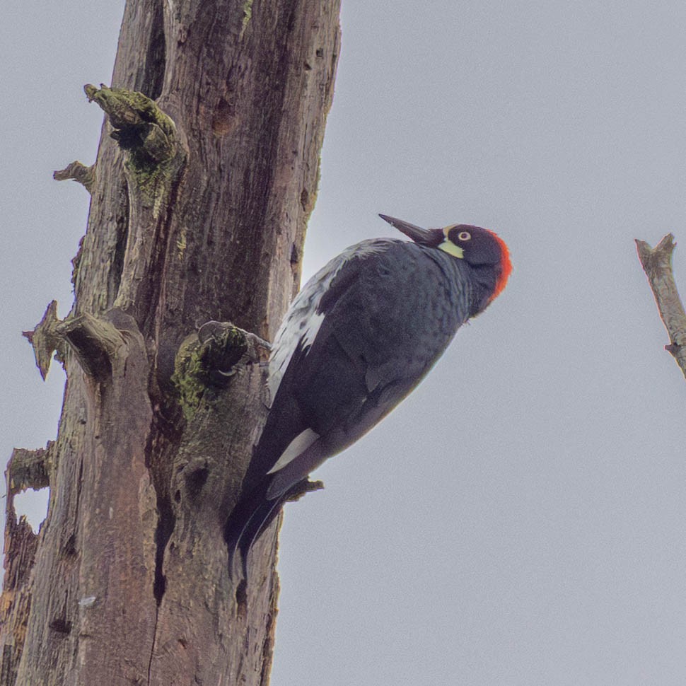 Acorn Woodpecker - ML646449455