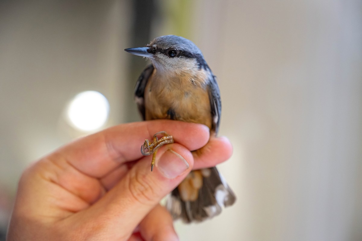 Eurasian Nuthatch - ML646449456