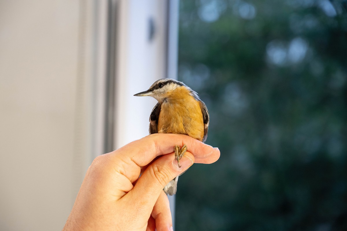 Eurasian Nuthatch - ML646449457